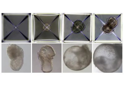 microscope image series showing synthetic embryo development